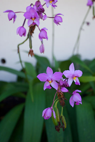 Lokahi Landscaping